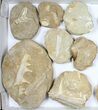 Flat: Cretaceous Marine Vertebrate Fossils - Pieces #96118-2